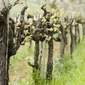 Kako ispraviti grožđe u proljeće. Shema obrezivanja grožđa u proljeće