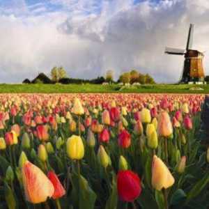 Kako doći i podnijeti zahtjev za vizu u Nizozemsku