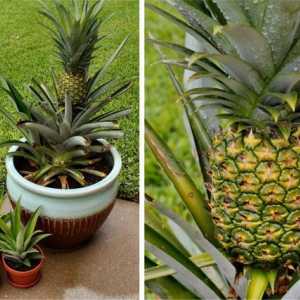 Kako posaditi ananas kod kuće?