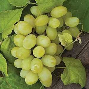 Kako saditi grožđe u jesen - sadnica priprema i sadnju faze