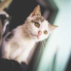 Kako držati mačku u naručju kako bi bila ugodna vlasniku i kućnom ljubimcu?