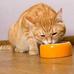 Kako hraniti mačku kod kuće?