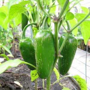Kako saditi i uzgajati sadnice papra kod kuće?