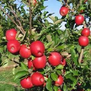Kako napraviti jabuka od jabuka s cimetom. Recepti i malo savjeta