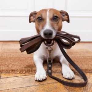 Kako podučiti štene uz uzicu: značajke, preporuke stručnjaka i povratne informacije