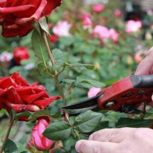 Kako produljiti život ruža u vazi? Briga za rezane ruže