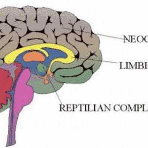Kako funkcionira korteks? Cerebralni korteks