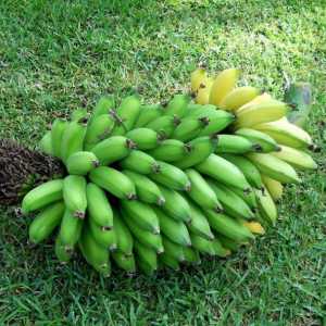 Kako raste banana ili ideja za posao