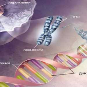 Kako riješiti probleme u genetici na biologiji?