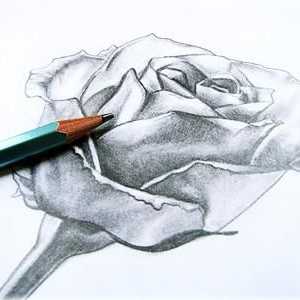 Kako crtati ružu u olovku: korak po korak trening