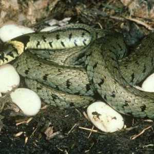 Kako roditi zmije svojim potomstvom? Jesu li sve vrste jaja?