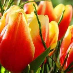 Kako posaditi tulipani ispravno: preporuke
