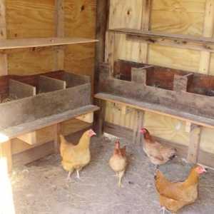 Kako napraviti gnijezda za kokoši nesilica