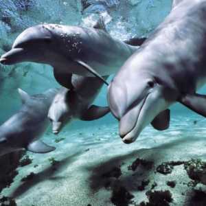 Kako delfin spava: nevjerojatne sposobnosti sisavaca