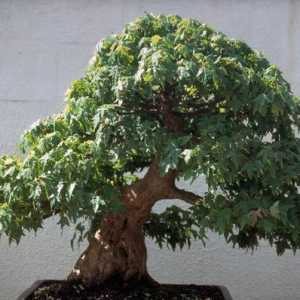 Kako se brinuti za bonsai? Kako se brinuti za bonsai stablo