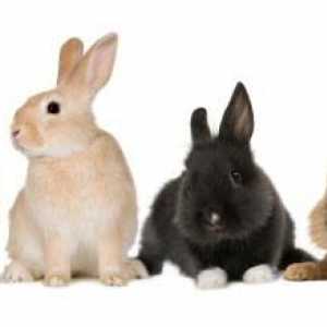 Kako se brinuti za ukrasne kuniće? Dekorativni zečevi: njegu i sadržaj