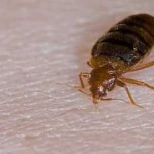 Kako uništiti bedbugs u stanu? Borba protiv bugova: znači, recenzije