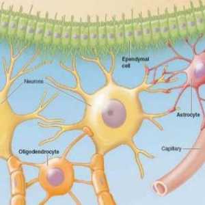 Kako je živčana stanica? Stanice živčanog sustava