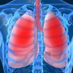Kako se organiziraju pluća i kako se izvodi respiratorni proces?