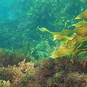 Kako se alge reproduciraju? Vrste reprodukcije algi