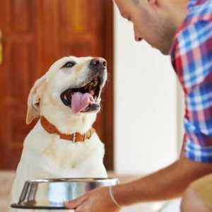 Kako odabrati konzerviranu hranu za pse. Savjeti i povratne informacije od uzgajivača pasa
