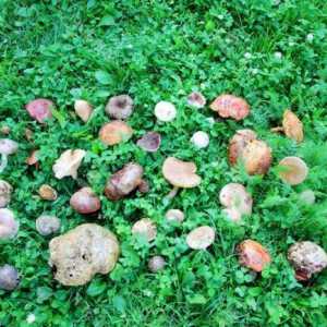 Kako odabrati gljive: jestivo i nejestivo u Kharkov regiji