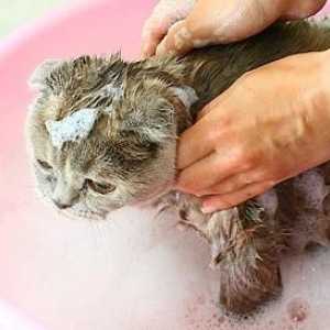 Kako odabrati buha šampon za mačke i kako ga koristiti?
