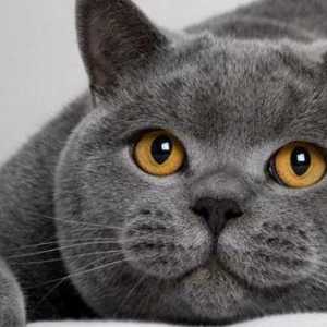 Kako izgleda mačka i koliko živi britanska mačka?