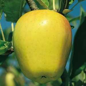 Što izgleda jabuka? Opis drveta i voća