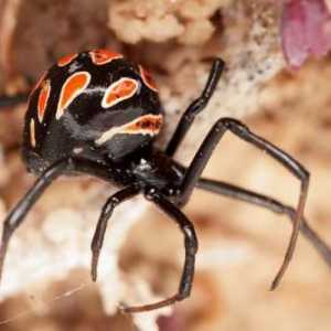 Što izgleda pauk Karakurt? Zalogaj karakuta: opasniji, prva pomoć, simptomi i karakteristike…