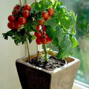 Kako uzgajati rajčicu na prozoru u stanu?