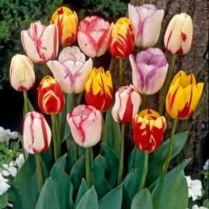 Kako rastu tulipani kod kuće: savjeti iskusnih vrtlara
