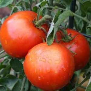 Kako uzgajati rajčicu `sto pudama `?