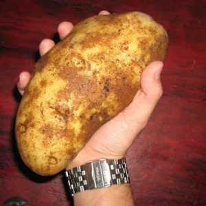 Kako uzgajati kanticu krumpira iz jednog grma. Najbolji način za povećanje prinosa