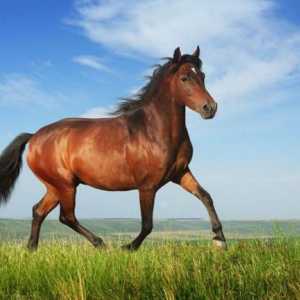 Kako iskoristiti konja: načine, dosljednost i preporuke