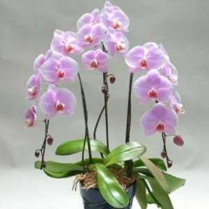 Kako cvjetati orhideje nekoliko puta godišnje?