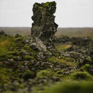 Kako sipati islandski mahovnjak iz kašlja? Primjena islandskog mahovine u narodnoj medicini