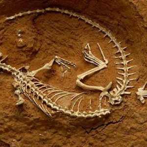 Što znanost proučava fosilne ostatke izumrlih organizama? Detaljna analiza