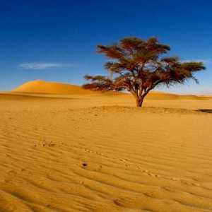 Koja je najveća pustinja na svijetu? Zanimljive činjenice o najvećoj pustinji