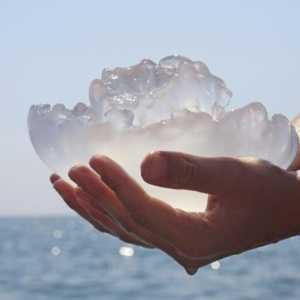 Koji je najveći otrovni meduza na svijetu?
