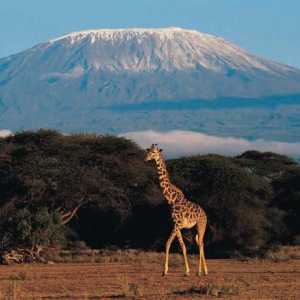 Koja je najviša planina u Africi? Kilimanjaro: opis, fotografija