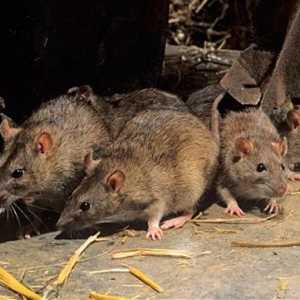 Какие бывают крысы? Крыса серая. Крысы декоративные