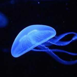 Koje su vrste meduza? Glavne vrste morskih i slatkovodnih meduza