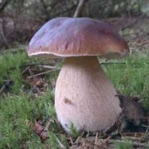 Kakve vrste gljiva su na svojstvima i svojstvima