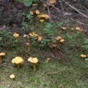 Koje su gljive jestive? Koje jestive gljive dobivate u jesen?