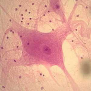 Koje grupe stanica nazivaju tkiva? Struktura tkivne stanice