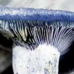 Koji su razlozi da gljive postanu plave?
