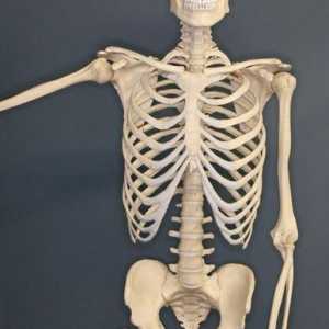 Koje kosti čine prsni koš? Kosti ljudskog prsa