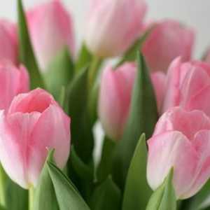 Koji su uvjeti, tulipani da ostanu svježi dugo vremena?