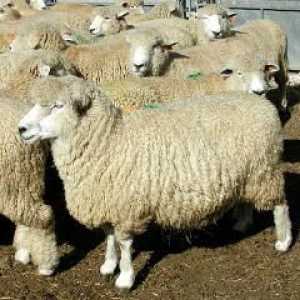 Koje ovce se uzgajaju u Rusiji